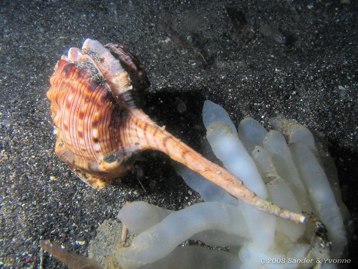 Slak, Niet gevonden, Paradise huisrif, Noord-Sulawesi