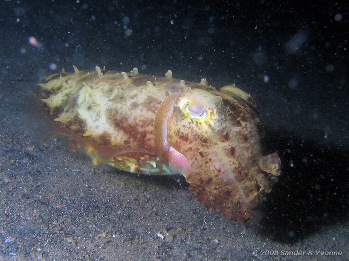 Breedarmzeekat, Sepia latimanus, Paradise huisrif, Noord-Sulawesi