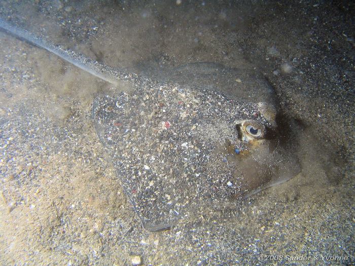 Grijze pijlstaartrog, Dasyatis kuhlii, Paradise huisrif, Noord-Sulawesi
