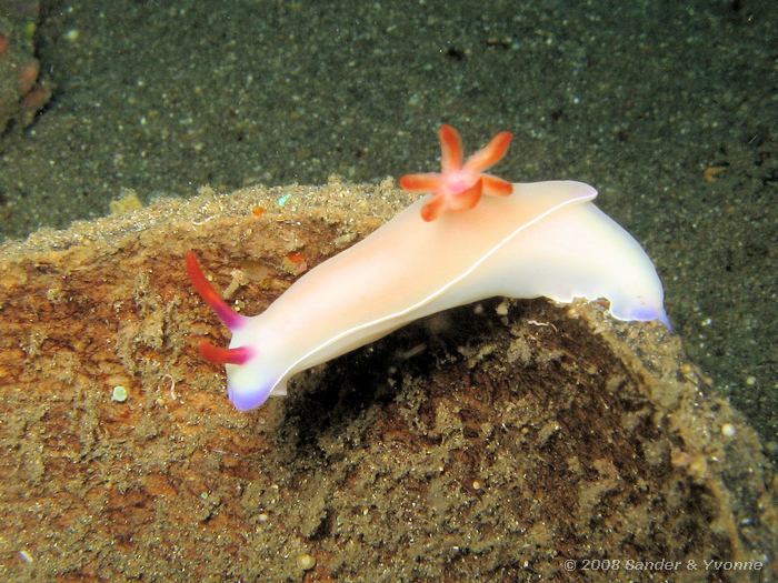 Hypselodoris bullockii, Naaktslak, Lipi, Straat van Lembeh