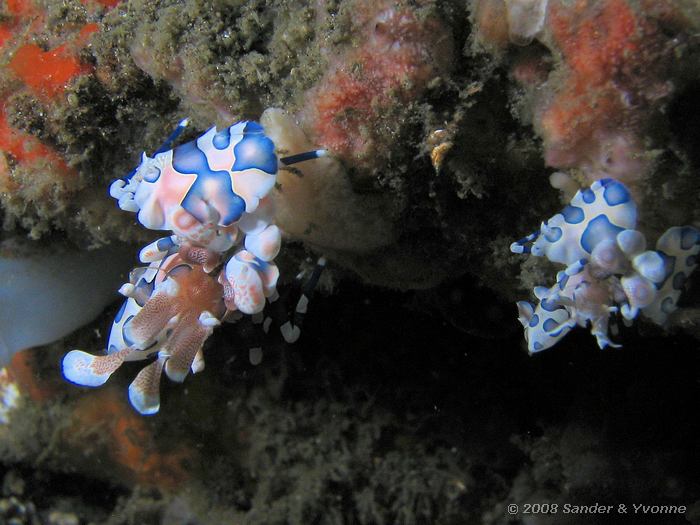 Harlekijngarnalen, Hymenocera elegans, Lipi, Straat van Lembeh