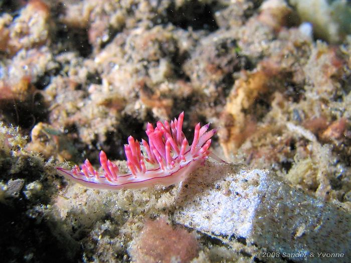 Flabellina rubrolineata, Naaktslak, Nudi Falls, Straat van Lembeh