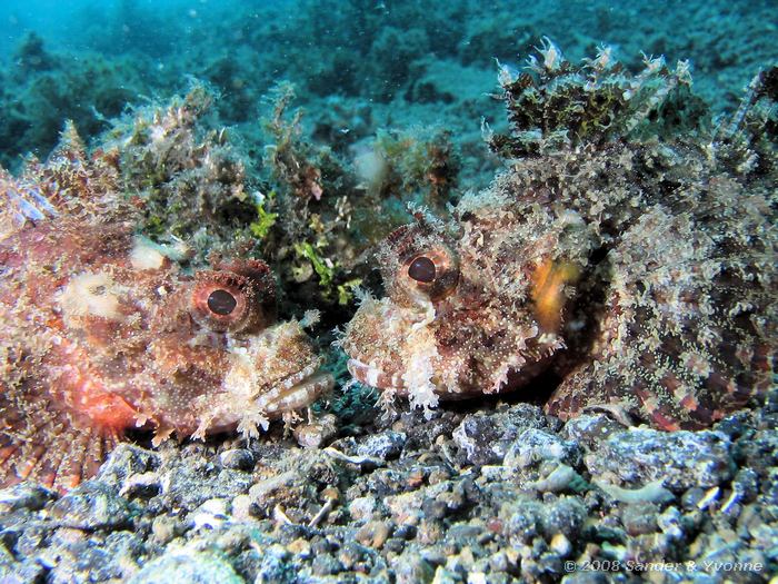 Gewone dwergkoraalduivel, Dendrochirus brachypterus, Serena, Straat van Lembeh