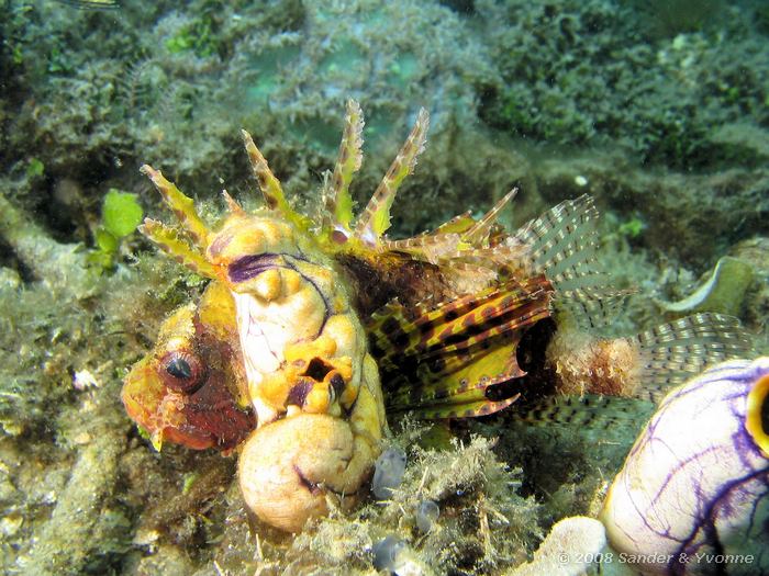 Gewone dwergkoraalduivel, Dendrochirus brachypterus, Serena, Straat van Lembeh