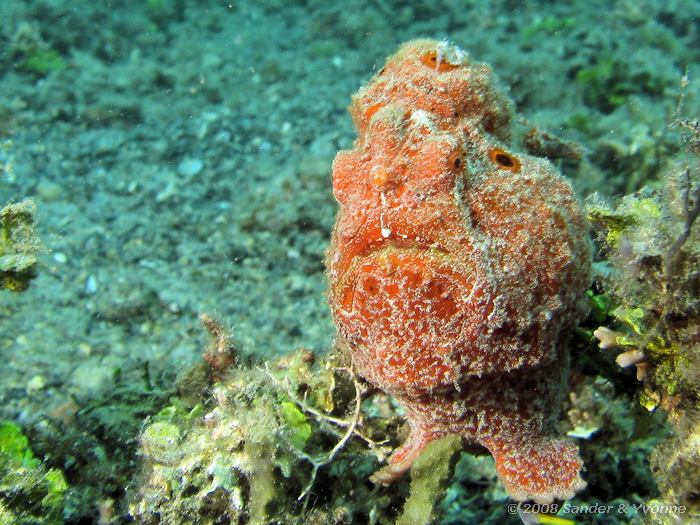 Gevlekte hengelaarsvis, Antennarius pictus, Serena, Straat van Lembeh