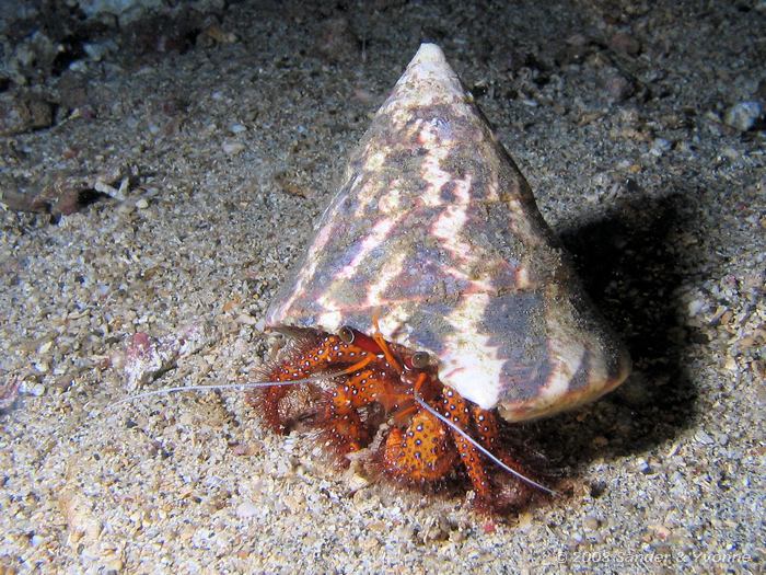 Rode heremietkreeft, Dardanus megistos, Critter Hunt, Straat van Lembeh