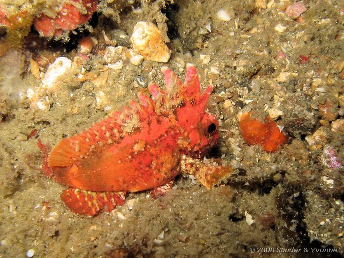 Long-spined waspfish, Paracentropogon longispinus, Critter Hunt, Straat van Lembeh