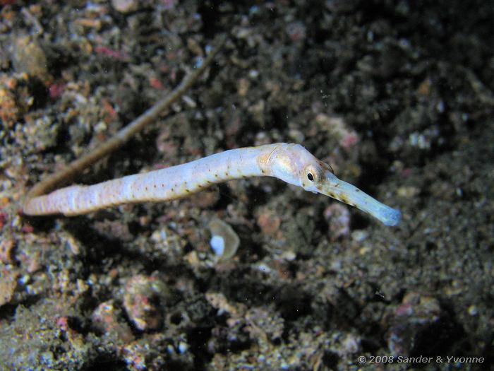 Staartloze zeenaald, Trachyrhamphus bicoarctatus, Critter Hunt, Straat van Lembeh