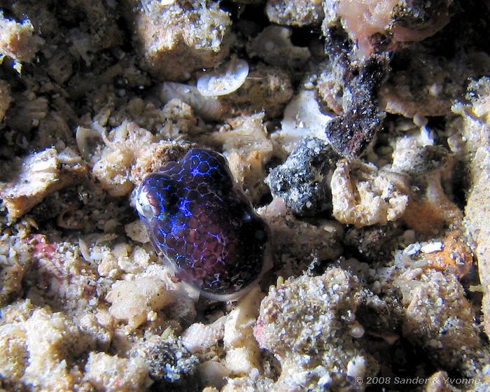 Bobtail squid, Euprymna berryi, Critter Hunt, Straat van Lembeh