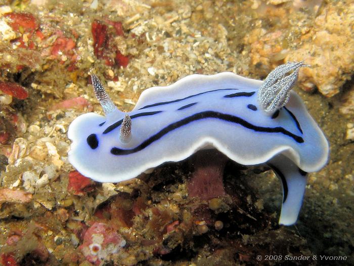 Chromodoris lochi, Naaktslak, Nudi Retreat, Straat van Lembeh