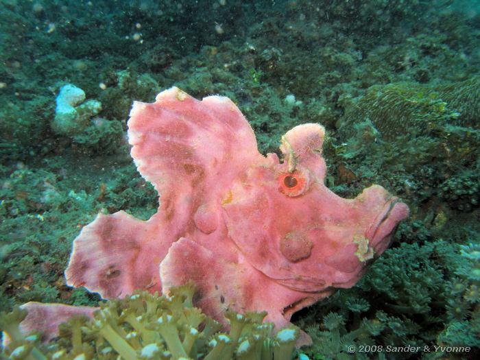 Eschmey schorpioenvis, Rhinopias eschmeyeri, Air Prang, Straat van Lembeh