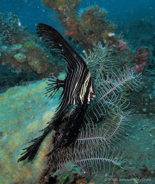 Jonge bultkop vleermuisvis, Platax batavianus, Air Prang, Straat van Lembeh