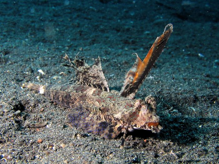 Orange-black dragonet, Dactylopus kuiteri, Hairball, Straat van Lembeh