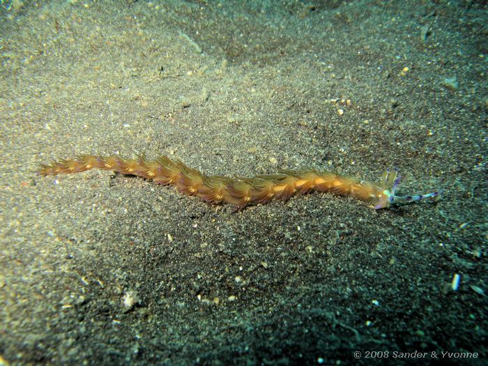 Pteraeolidia ianthina, Naaktslak, Hairball, Straat van Lembeh