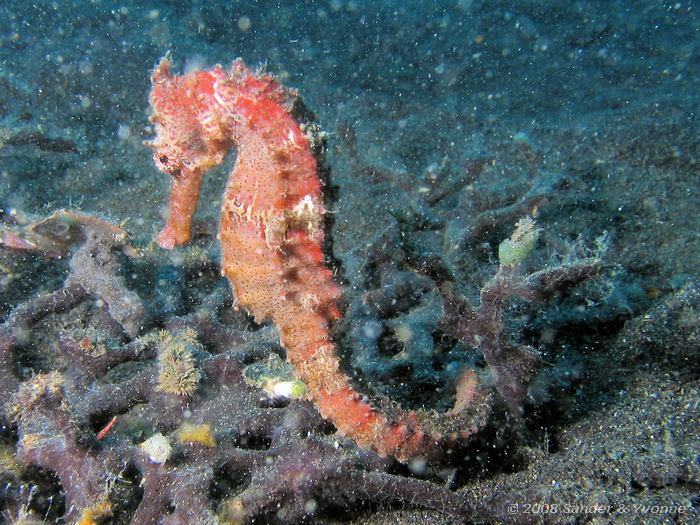 Gekroond zeepaardje, Hippocampus kuda, Hairball, Straat van Lembeh