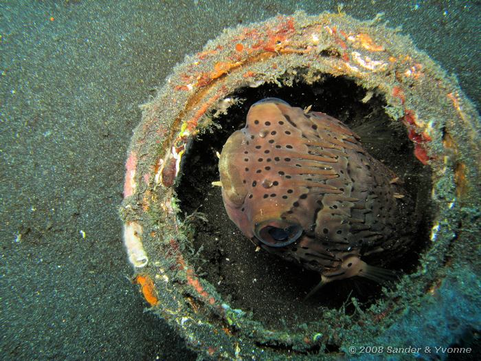 Kortstekel egelvis in verfblik, Cyclichthys orbicularis, Hairball, Straat van Lembeh