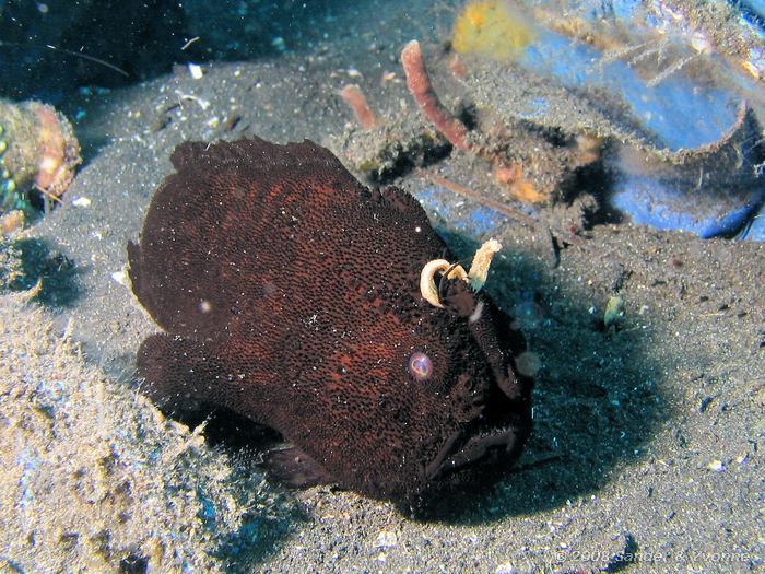 Striated frogfish, Antennarius striatus, Hairball, Straat van Lembeh