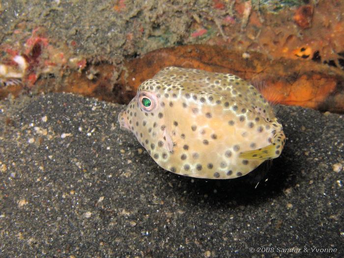 Jonge kortsnuit koffervis, Ostracion nasus, Laris Crack, Straat van Lembeh