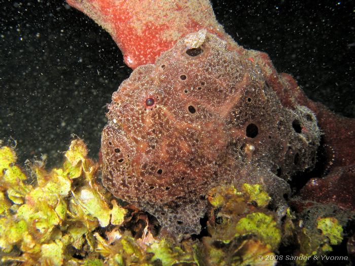 Gevlekte hengelaarsvis, Antennarius pictus, Laris Crack, Straat van Lembeh