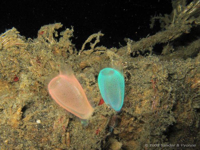 Doorschijnende zakpijpen, Rhopalaea spp, Laris Crack, Straat van Lembeh