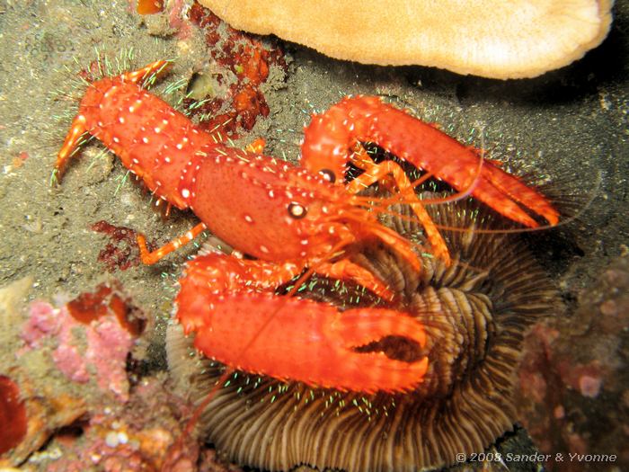 Rode rifkreeft, Enoplometopus occidentalis, Laris Crack, Straat van Lembeh