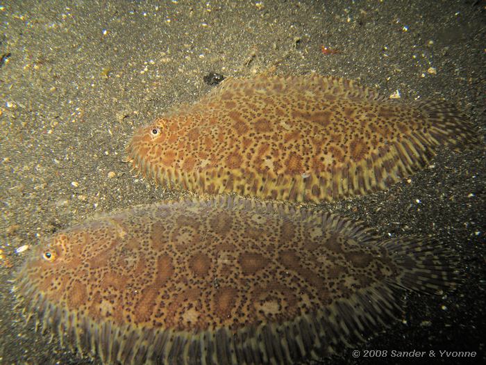 Carpet sole, Liachirus melanospilos, Laris Crack, Straat van Lembeh