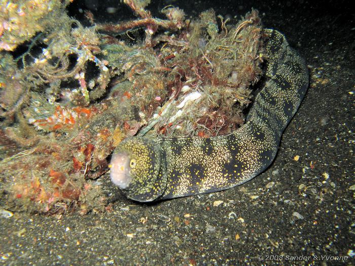 Stermurene, Echidna nebulosa, Laris Crack, Straat van Lembeh