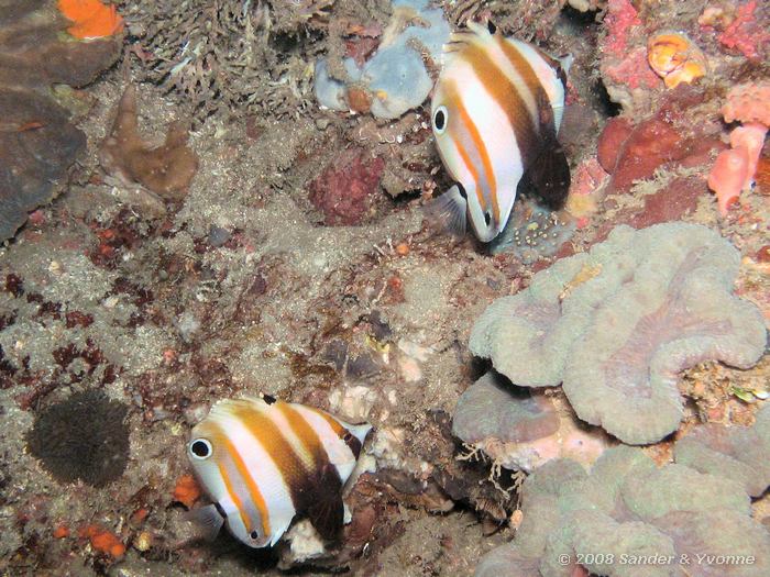 Two spot coralfish, Coradion melanopus, Rumah Inda, Straat van Lembeh