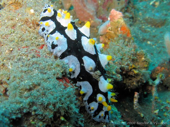 Fryeria menindie, Naaktslak, Teluk Kembahu II, Straat van Lembeh