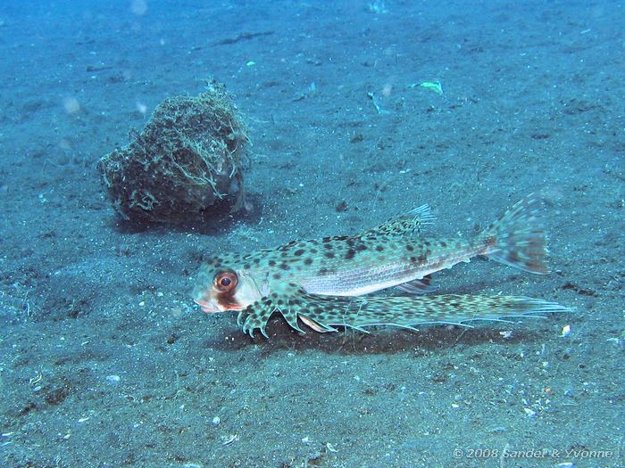 Helm poon, Dactyloptena orientalis, Teluk Kembahu II, Straat van Lembeh