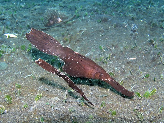 Zeegras spookfluitvissen, Solenostomus cyanopterus, Teluk Kembahu II, Straat van Lembeh