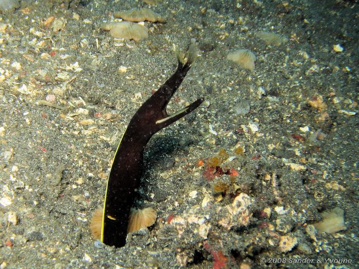 Spookmurene, Rhinomuraena quaesita, Teluk Kembahu I, Straat van Lembeh