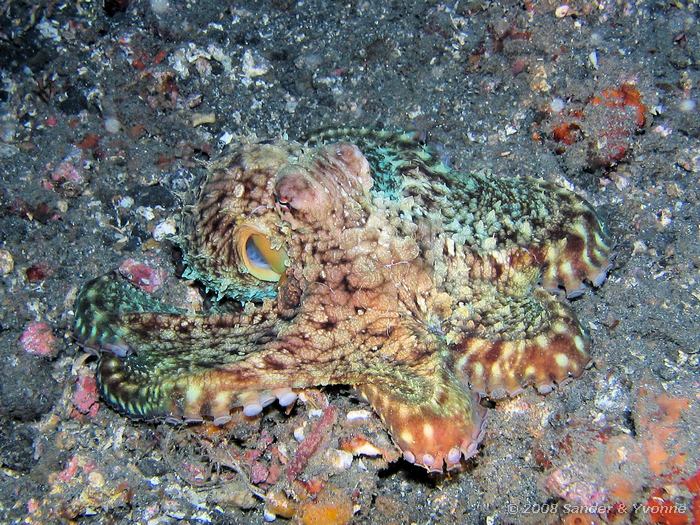 Octopus, Octopus luteus, Letuz Surprise, Straat van Lembeh