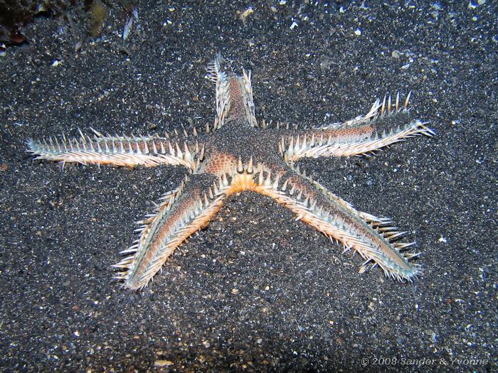 Kamster, Astropecten polyacanthus, Letuz Surprise, Straat van Lembeh