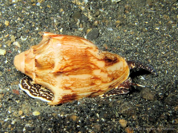 Vleermuisvoluta, Cymbiola vespertilio, Letuz Surprise, Straat van Lembeh