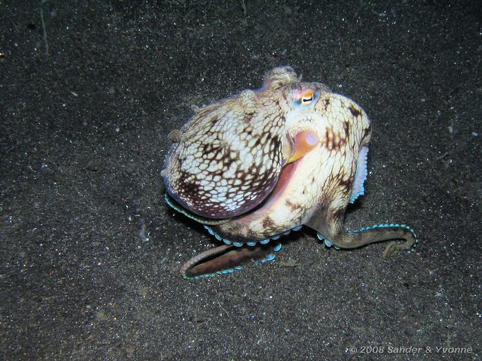 Octopus aan de wandel, Octopus luteus, Letuz Surprise, Straat van Lembeh