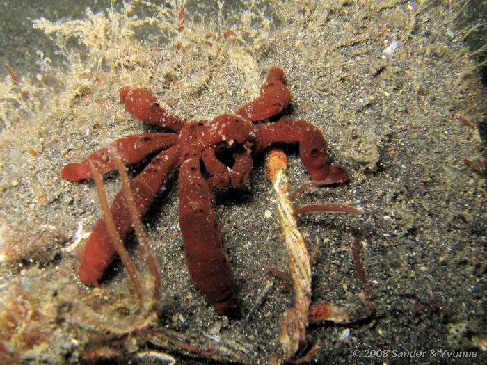 Krab, Niet gevonden, Letuz Surprise, Straat van Lembeh