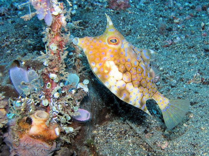 Rugstekel koffervis, Lactoria fornasini, Makawide, Straat van Lembeh