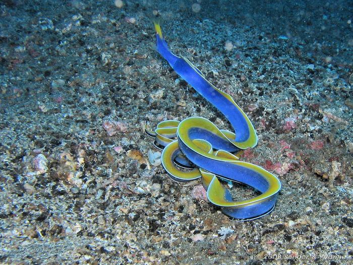 Spookmurene, Rhinomuraena quaesita , Makawide, Straat van Lembeh