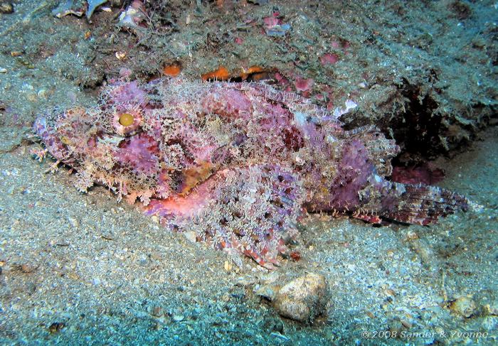 Gebaarde schorpioenvis, Scorpaenopsis barbatus, Makawide, Straat van Lembeh