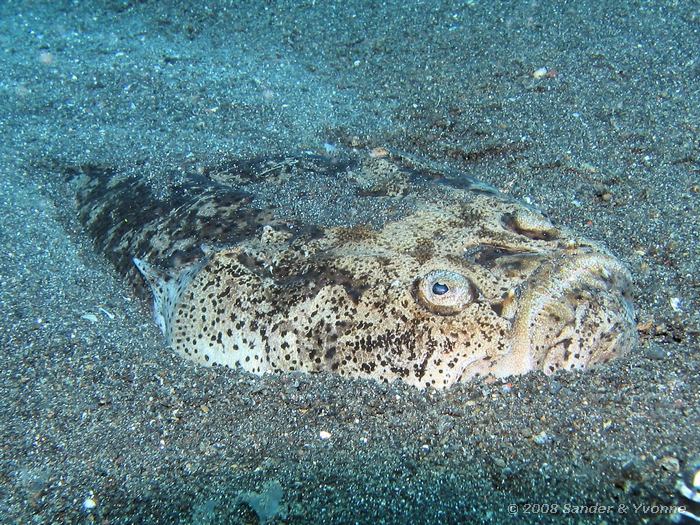 Gemarmerde sterrenkijker, Uranoscopus bicinctus, Jahir, Straat van Lembeh