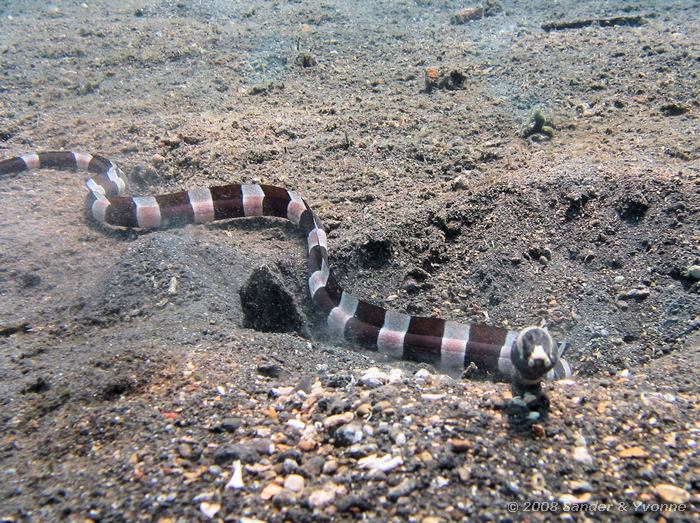 Geringde slangaal, Myrichthys colubrinus, Jahir, Straat van Lembeh