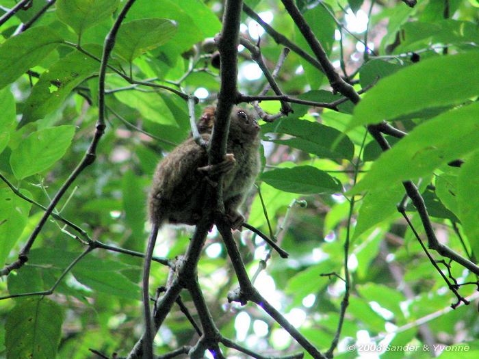 Celebesspookdier, Zeer kleine primaat in Tangkoko NP