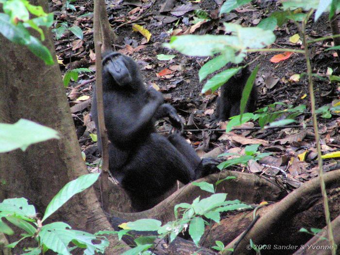 Kuifmakaken, Zeldzame apen in Tangkoko NP