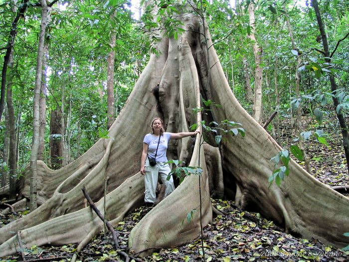 Yvonne, En een grote boom in Tangkoko NP