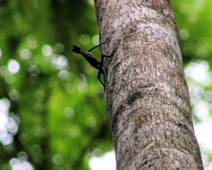 Vliegende hagedis, In Tangkoko NP