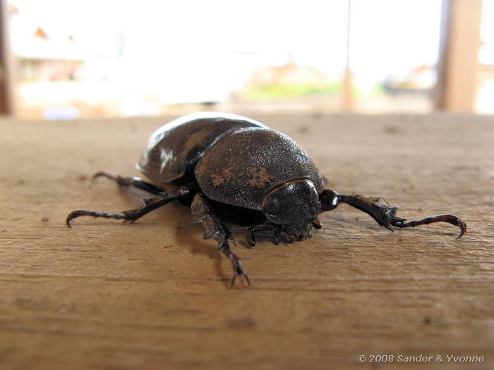 Kever, Er waren genoeg insekten