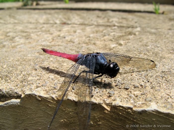 Libelle, Bij Linow meer
