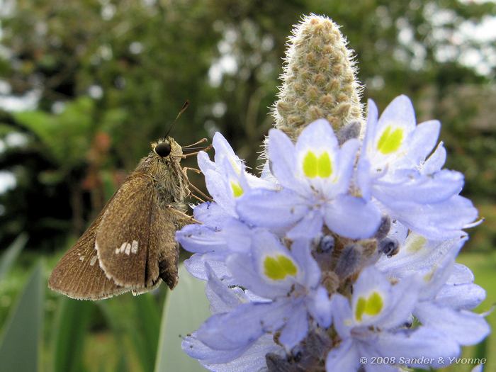 Vlinder, In het prachtige park van Gardenia