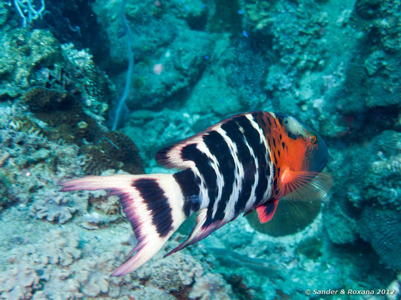 Redbreasted wrasse (Cheilinus fasciatus) Hin Wong pinnacle, Koh Tao